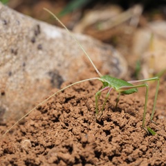 Acrometopa macropoda