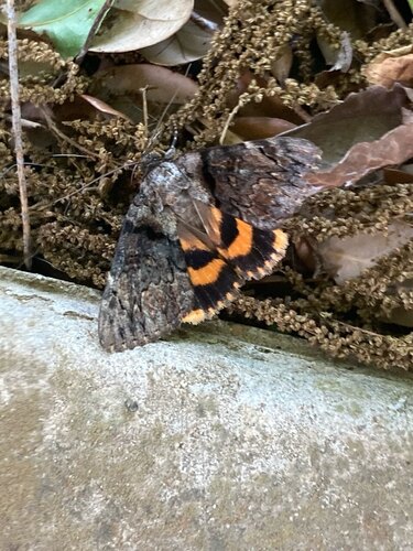 Delilah Underwing Moth photo 2
