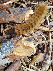 Phragmatobia
