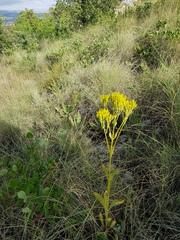 Kalanchoe paniculata