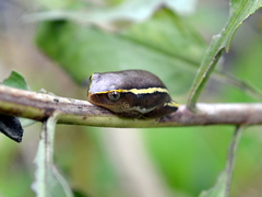 Heterixalus