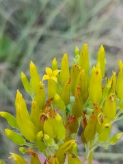 Kalanchoe paniculata