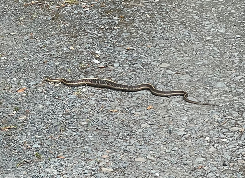 iNaturalist observation photo of Coast Garter Snake