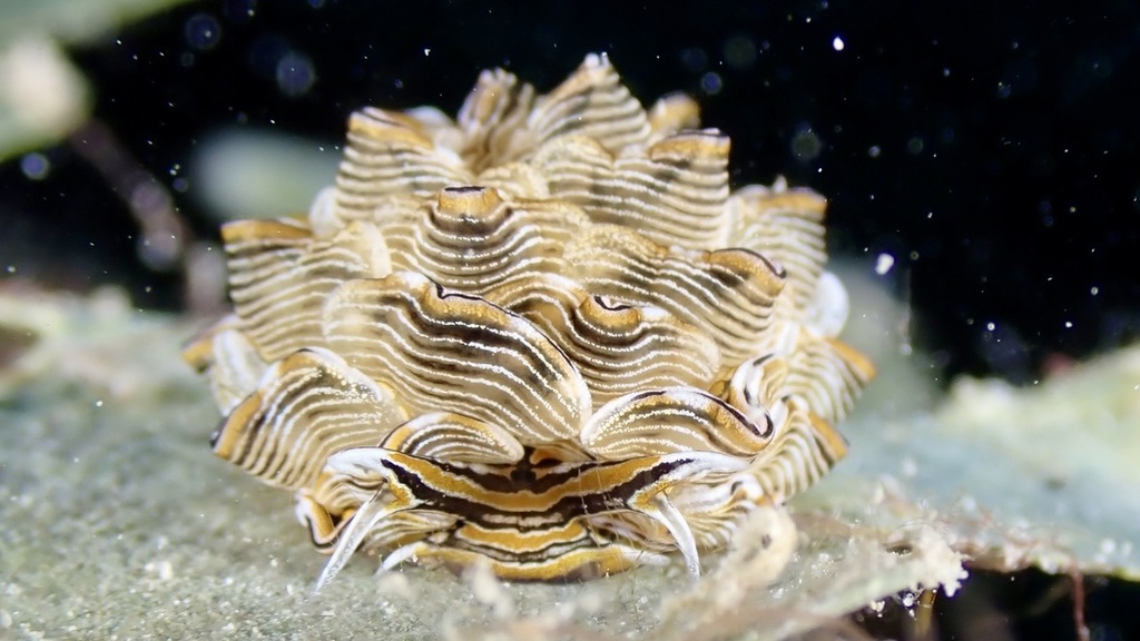 Tiger Butterfly Sea Slug