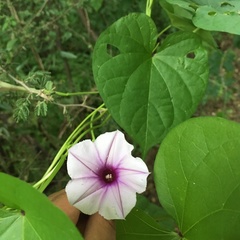 Ipomoea muricata