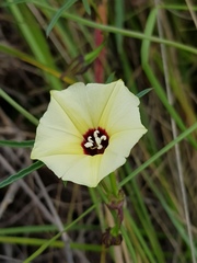 Merremia verecunda