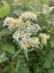 Doellingeria umbellata