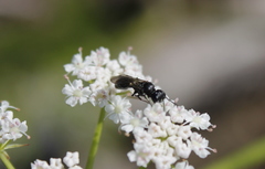 Passaloecus