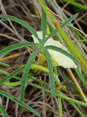 Merremia verecunda