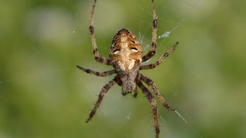 Arabesque Orbweaver
