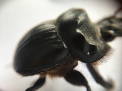 Dichotomius colonicus