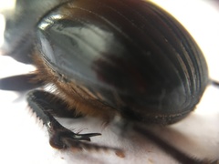 Dichotomius colonicus