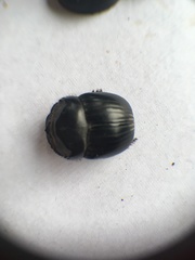 Dichotomius colonicus