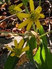 Verbesina alternifolia