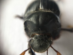 Dichotomius colonicus