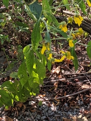 Verbesina alternifolia