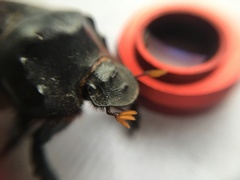 Dichotomius colonicus