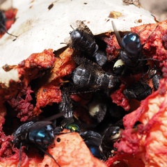 Platystoma