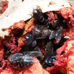 Platystoma