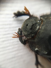 Dichotomius colonicus