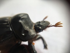 Dichotomius colonicus