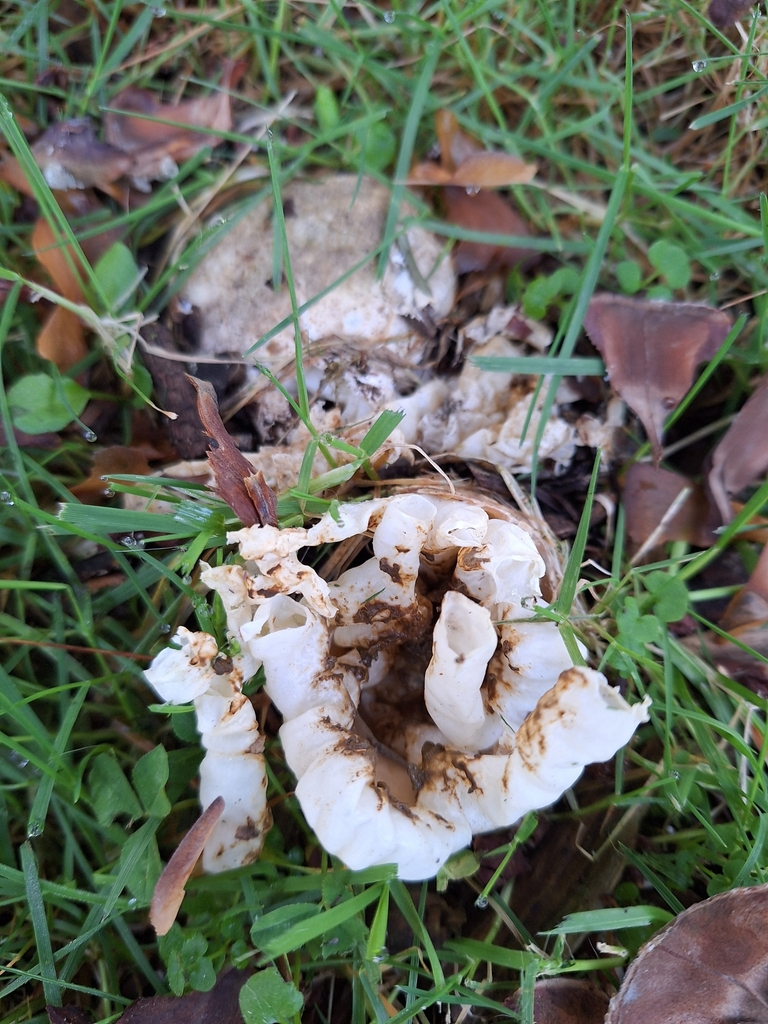 Ileodictyon cibarium · May 2025 · photo: © heidimeudt (iNaturalist, cc-by)