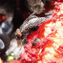Platystoma