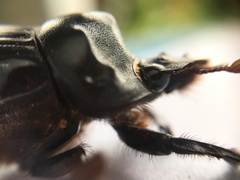 Dichotomius colonicus