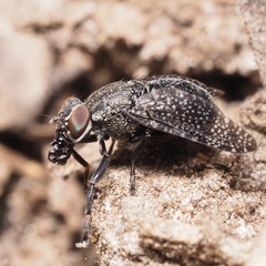 Platystoma