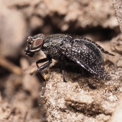 Platystoma