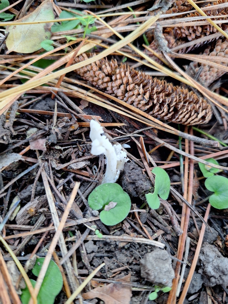 Clavulina rugosa · May 2025 · photo: © heidimeudt (iNaturalist, cc-by)