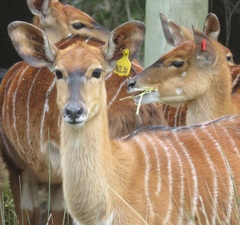 Tragelaphus