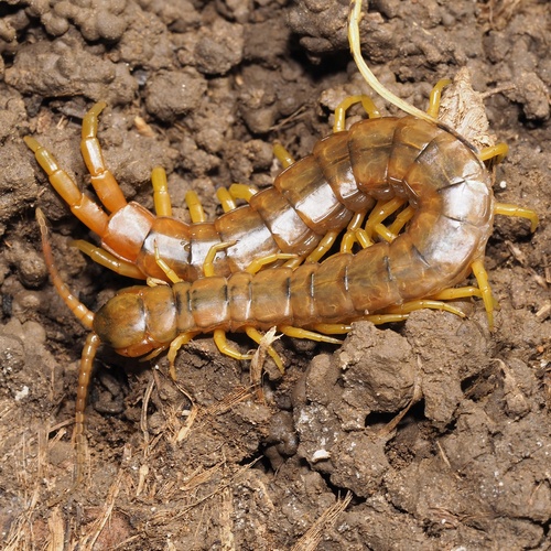 Opasna striga (Scolopendra cingulata)