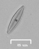 Naviculales