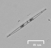Naviculales