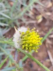 Lasiosiphon sericocephalus