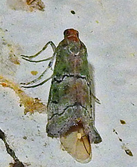 Cacotherapia unipuncta