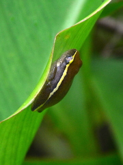 Heterixalus