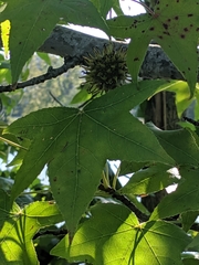 Liquidambar styraciflua