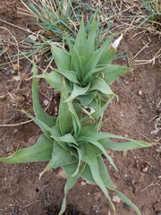 Ledebouria marginata