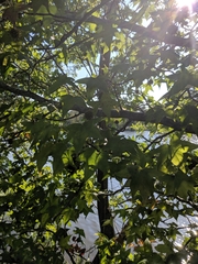 Liquidambar styraciflua