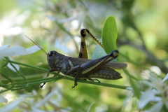 Melanoplus differentialis