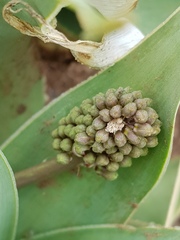 Ledebouria marginata