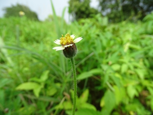 Tridax procumbens image