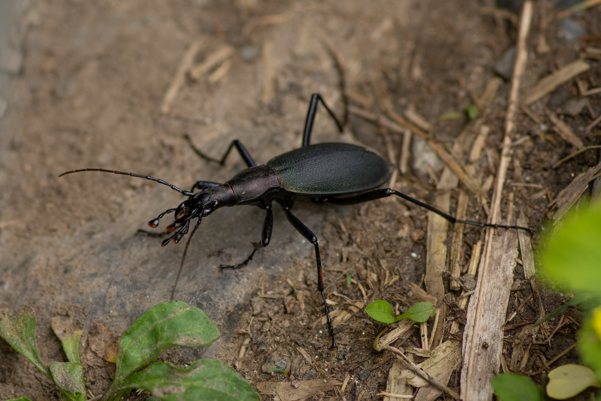 『片瞑り』~ Carabus blaptoides~ Snail-eating Beetle (Carabus blaptoides) · iNaturalist