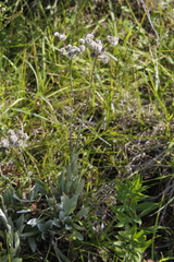Antennaria pulcherrima