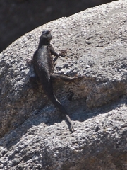 Sceloporus occidentalis taylori