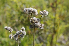 Antennaria pulcherrima