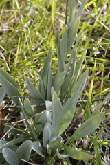 Antennaria pulcherrima