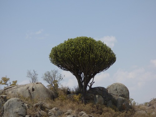 Euphorbia ingens
